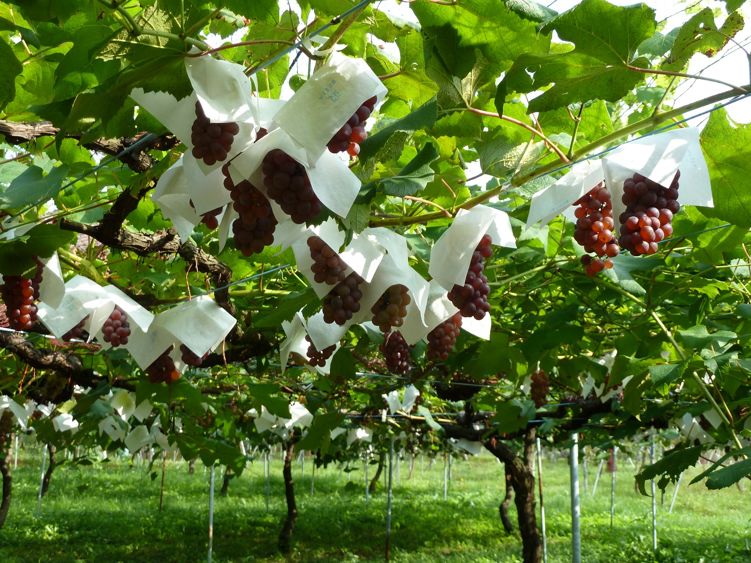 ぶどう狩り | 紀中を巡るHidaka History