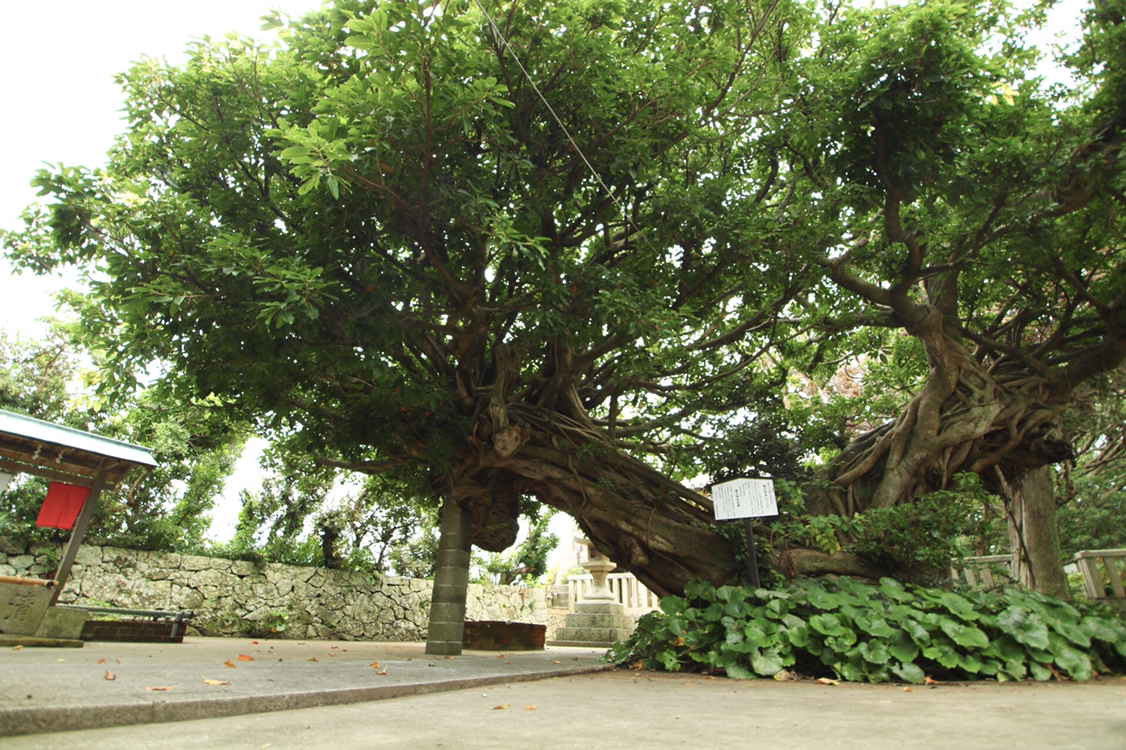 龍王神社のアコウ樹 紀中を巡るhidaka History