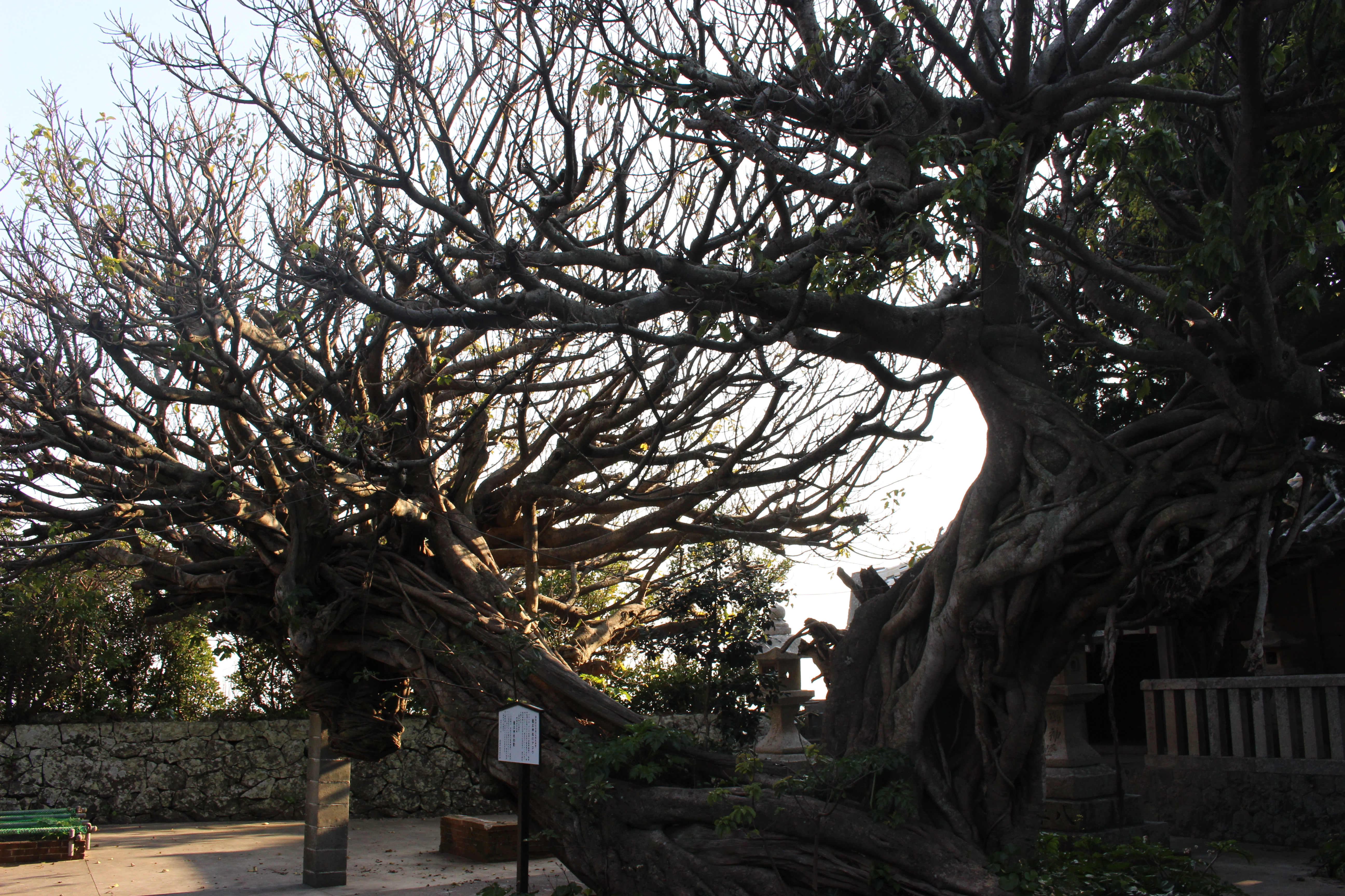 龍王神社のアコウ樹 紀中を巡るhidaka History