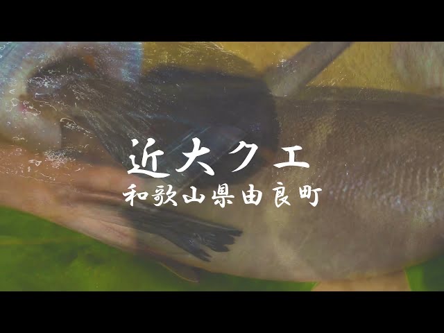 絶品 近大クエ 幻の高級魚を由良町で堪能 紀中を巡るhidaka History